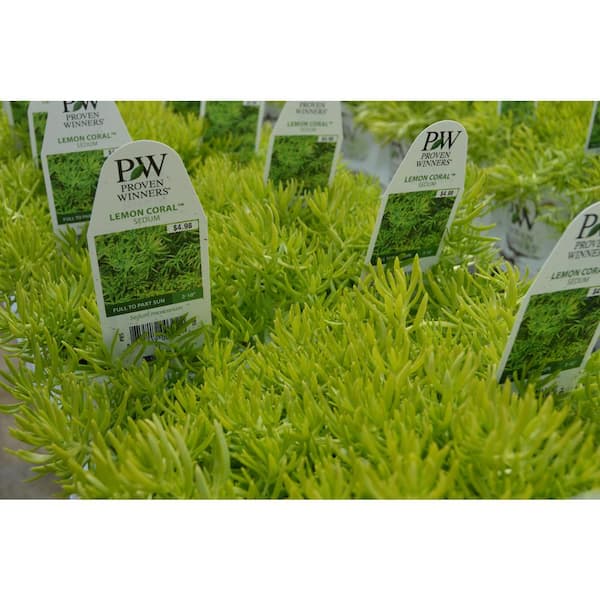 1 Qt. Coral Lemon Sedum Plant