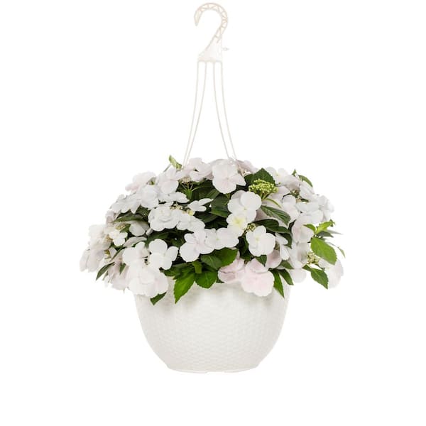 2.5 Gal. Deco Hanging Basket Fairytrail Hydrangea White Annual Plant
