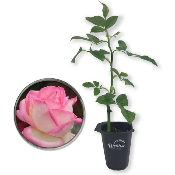 Grace De Monaco Rose Bush-Live Starter Plant in a 2 in. Growers Pot-Beautifully Fragrant Hybrid Tea Rose