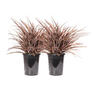 #5 Container Amazing Red New Zealand Flax Non-Flowering Grass Shrub Plant (2-Pack)