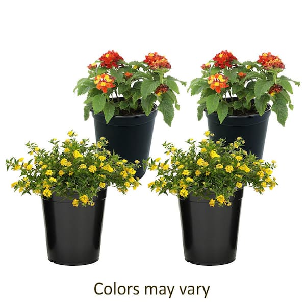1.7 Pint LANTANA Assorted Colors 4-Pack