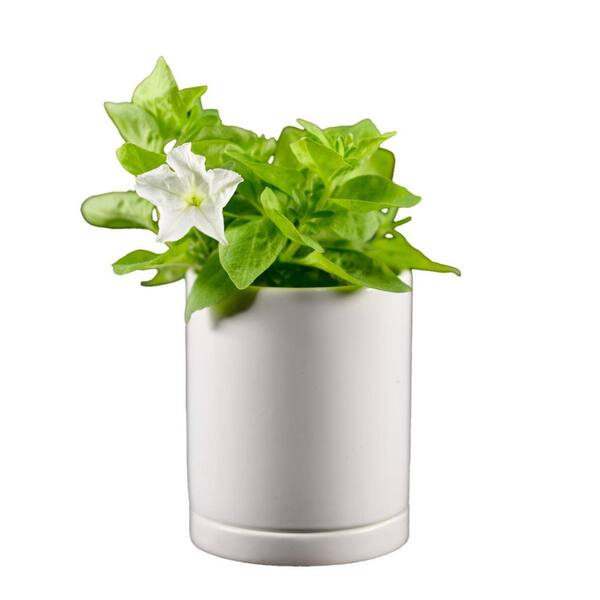 Costa Farms Firefly Petunia Live Outdoor Plant in White Decor Pot
