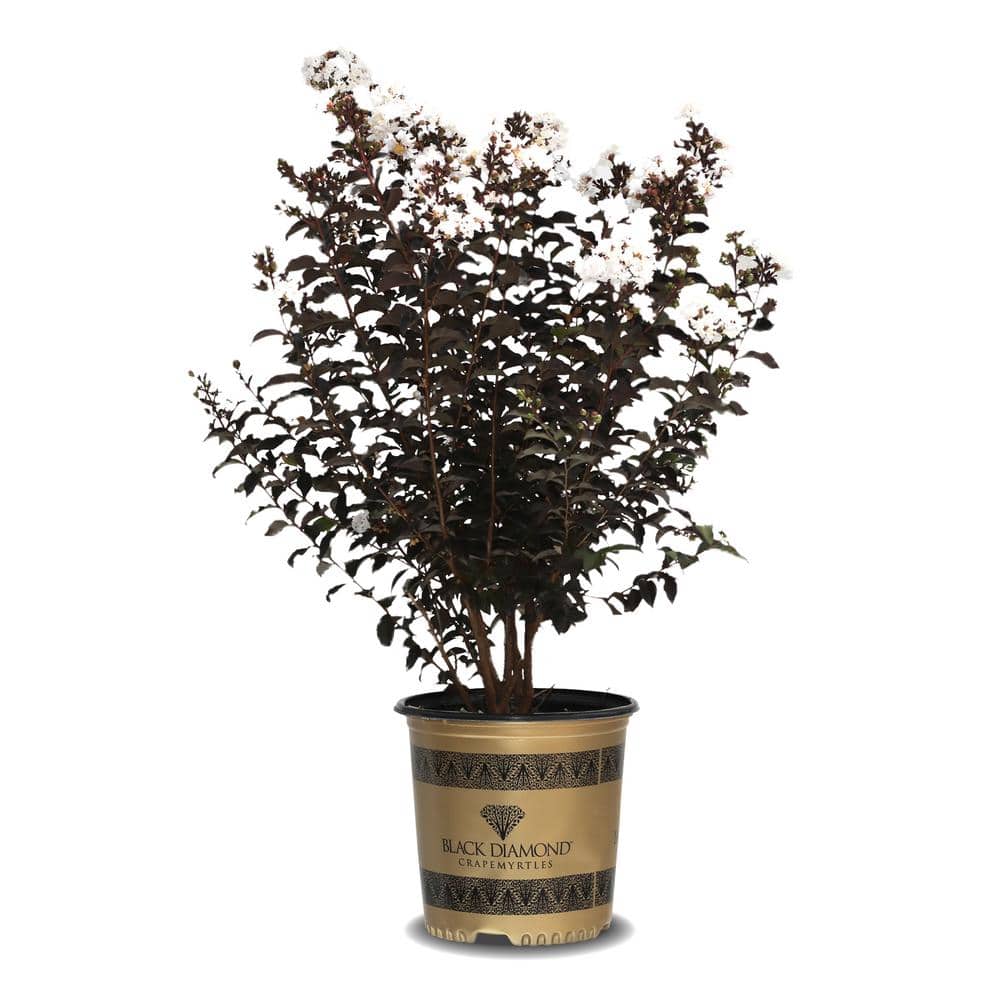 Pure White Black Diamond Crape Myrtle in 3-Gallon Container