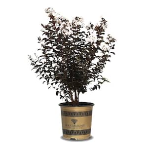 2.25 Gal. Pure White Crape Myrtle Tree with Bright White Flowers