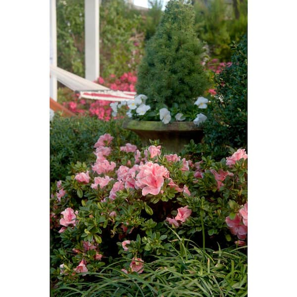 ENCORE AZALEA 1 Gal. Autumn Sunburst Shrub with Bicolor ENCORE AZALEA 1 Gal. Autumn Sunburst Shrub with Bicolor