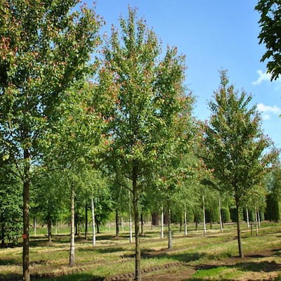 Willow Tree - Shade Trees - Trees - The Home Depot