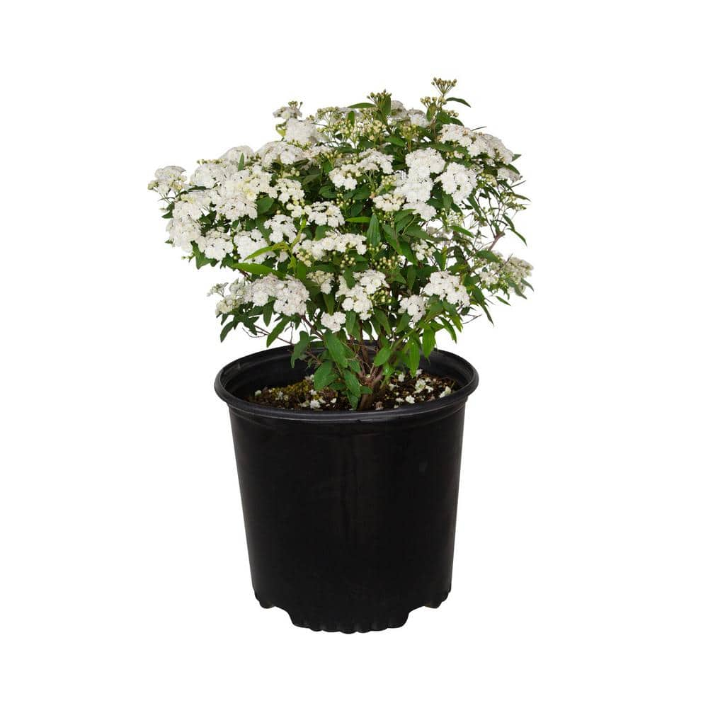 FLOWERWOOD 2.5 Gal - Bridal Wreath Spiraea Reeves Plant with Showy ...