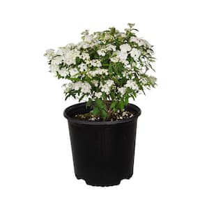2.5 Gal - Bridal Wreath Spiraea Reeves Plant with Showy White Double Blooms