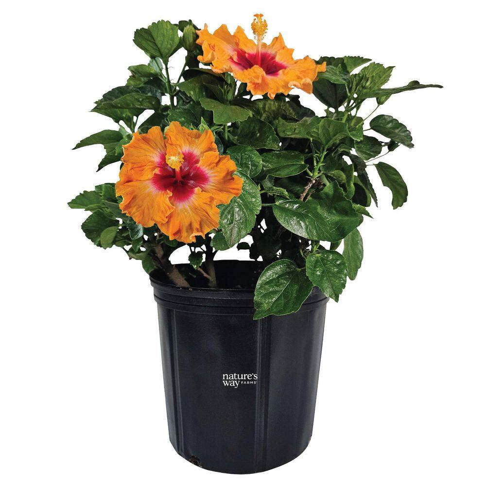 NATURE'S WAY FARMS 1.72 Gal. Orange Fire Hawaiian Hibiscus