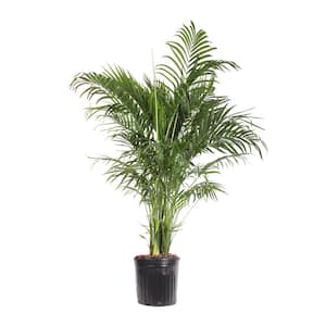 10 in. Chamaedorea Seifrizii Palm Plant in Pot