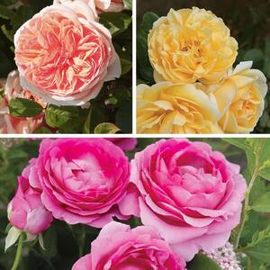 Bareroot Scentables Bouquet Rose Bush Combo with Apricot, Pink, and Golden Yellow Flowers (3-Pack)