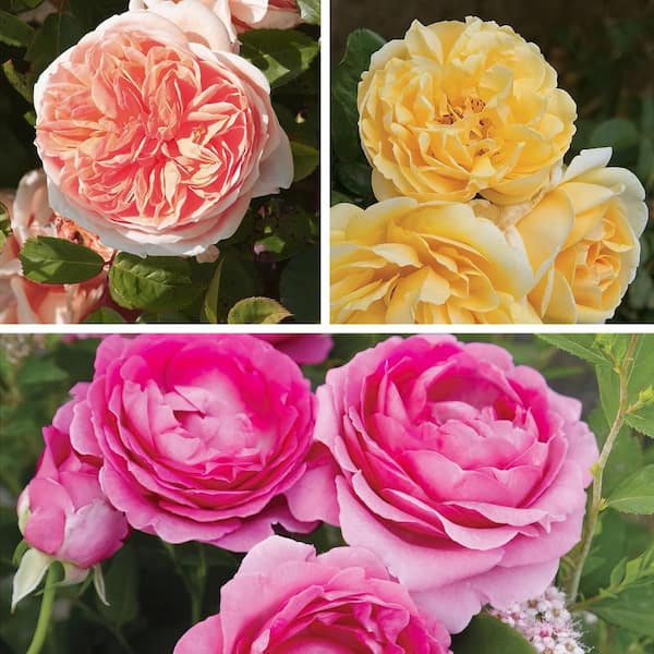 BLOOMABLES Bareroot Scentables Bouquet Rose Bush Combo with Apricot ...