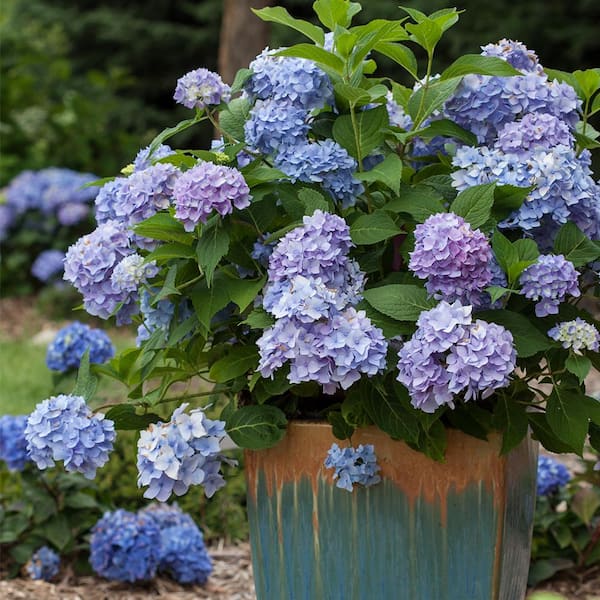 Endless Summer 5 Gal. The Original Reblooming Hydrangea Flowering