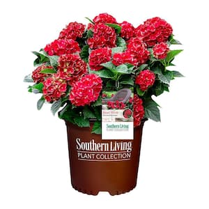 2 Gal. Heart Throb Hydrangea with Cherry Red Flowers