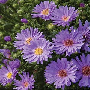 2.5 Qt. Days Blue and Purple Aster Plant