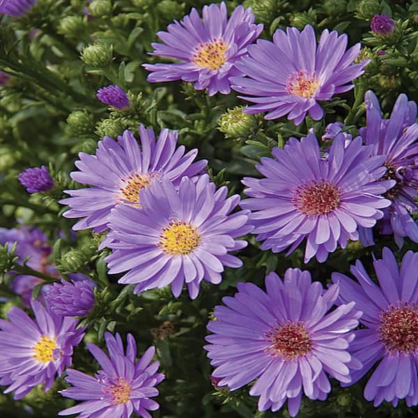 4 in. Blue Days Aster Plant 21442 - The Home Depot