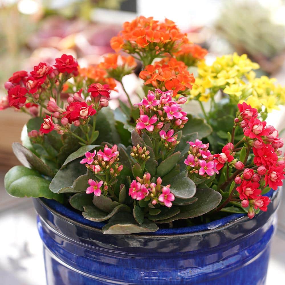 Assorted Color Kalanchoe Succulent Plants in Black Pots, 3-Pack