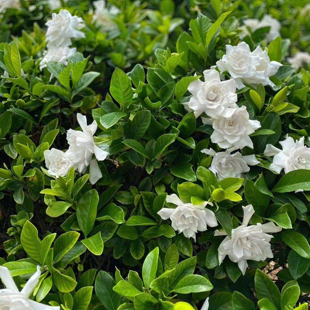 3 Gallon White Gardenia Aimee Evergreen Shrub