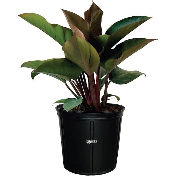Nature's Way Farms, Philodendron Rojo Congo, Live Plant (25-30 in. Tall) in Grower Pot
