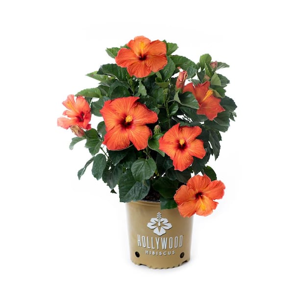 Best Selling Product] Houston Astros Hibiscus Palm Leaf Flower