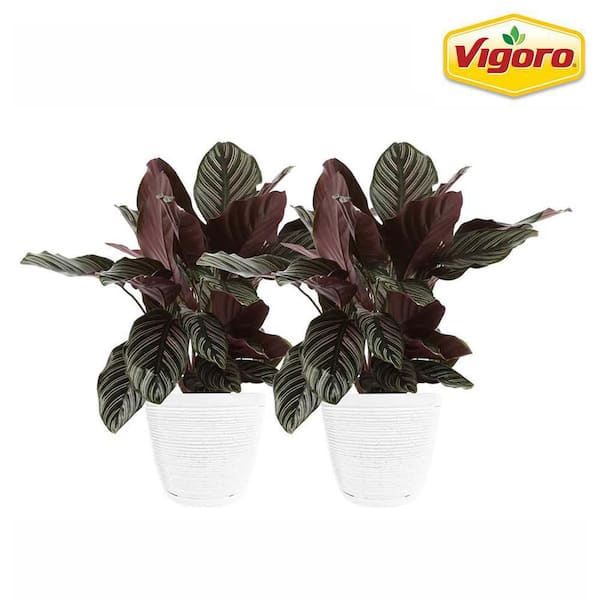 Vigoro Grower's Choice Calathea Indoor Plant in in. White Ribbed Plastic Décor Planter, Avg. Shipping 10 in. (2-Pack) CO.CAL6.3.VI.WH - The Home Depot