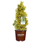3 Gal. Golden Oakland Holly Plant with Golden Variegated Foliage