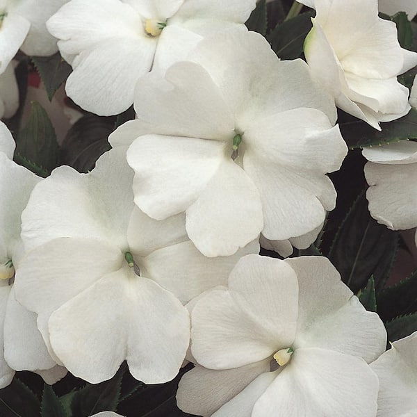 Vigoro 1.5 PT Impatiens New Guinea Impatien 'Harmony Snow' White Annual Plant