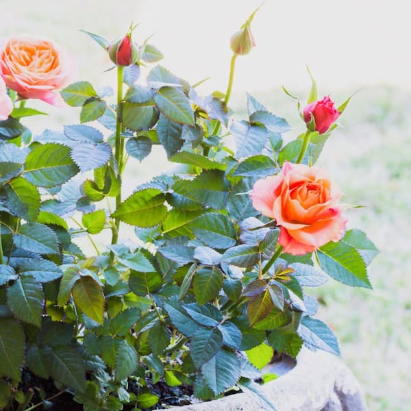 rose toy price in kenya National Plant Network 2.5 in. Rose Orange Honey (3-Pack)