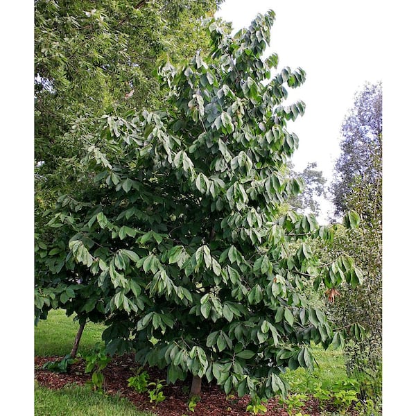 Unbranded Paw Paw Tree