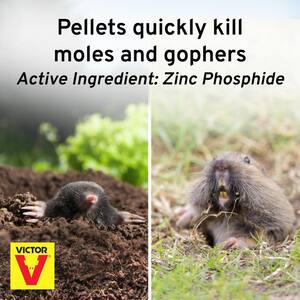 6 oz. Mole and Gopher Poison Peanuts