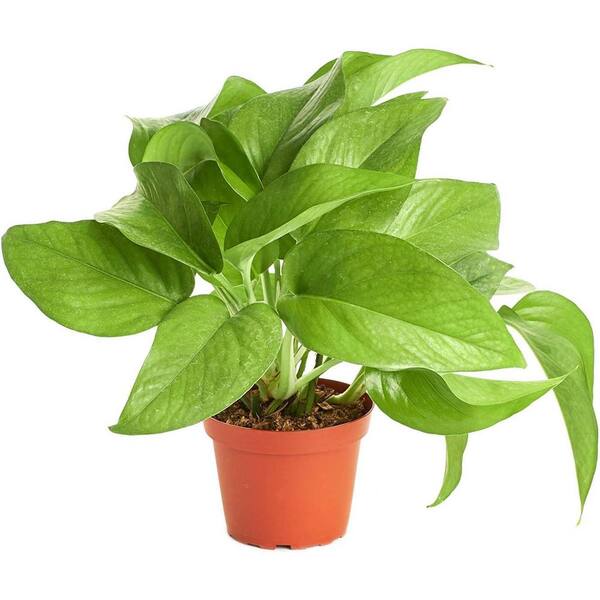 Shop Succulents Pothos Ivy Hanging Plant, Live Indoor Plant, Easy Care Houseplant in 4 in. Grower Pot