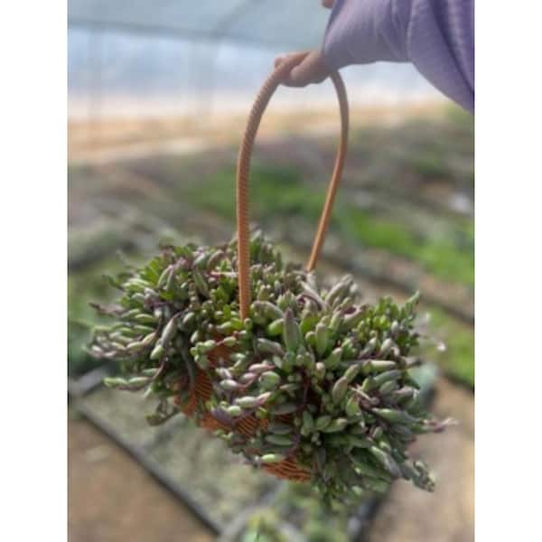 Unbranded Live Rooted Spreading Plant Flowers Othonna Capensis