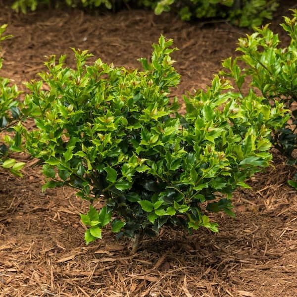 FLOWERWOOD 2.5 Gal - Sky Pencil Japanese Holly(Ilex), Live