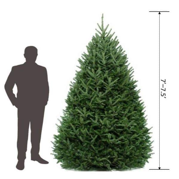 7 Ft To 7 5 Ft Freshly Cut Fraser Fir Live Christmas Tree Ff 7 8 The Home Depot