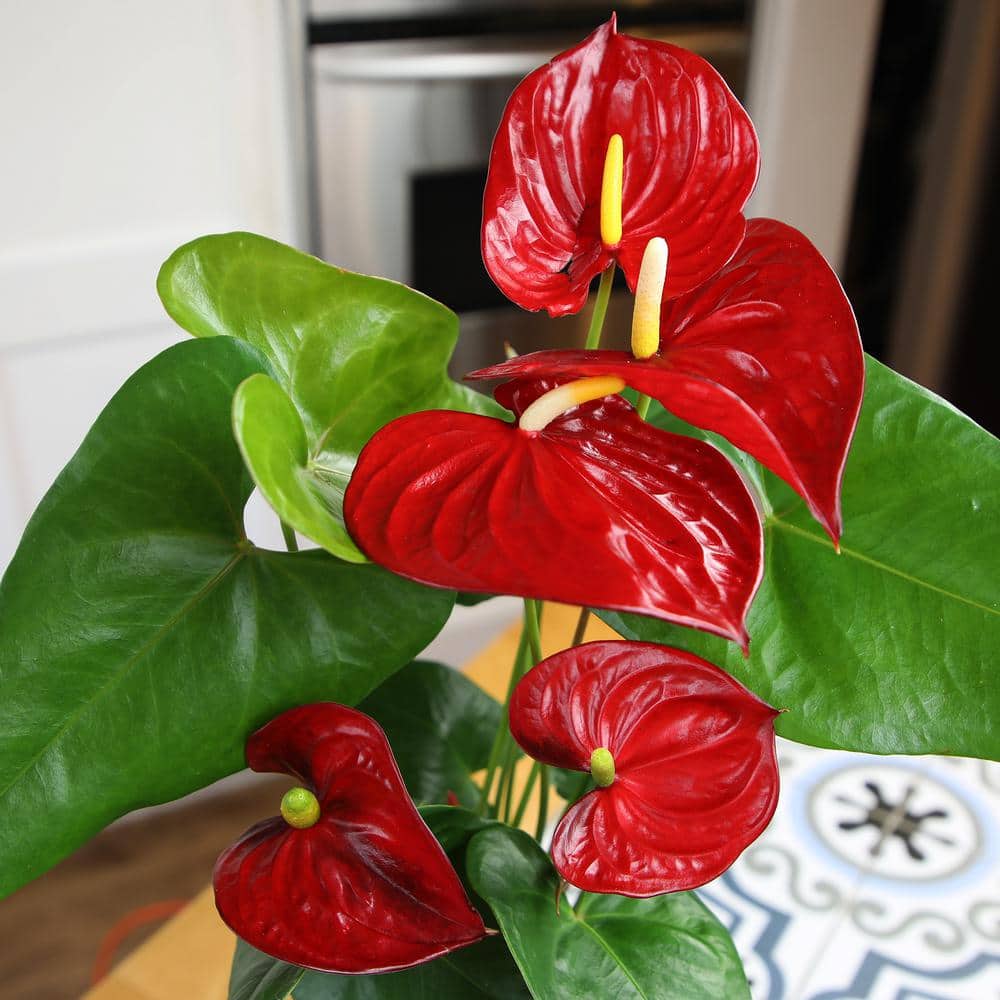 Large Red Anthurium Flamingo Flower in White Planter