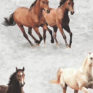 Grey Galloping Horses Wallpaper