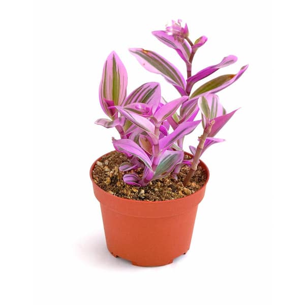 Shop Succulents Tradescantia Nanouk, Live Indoor Plant, Easy Care Hanging Trailing Houseplant in 4 in. Grower Pot