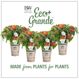 4.25 in. Eco+Grande Luscious Royale Red Zone (Lantana) Live Plant, Red Flowers (4-Pack)