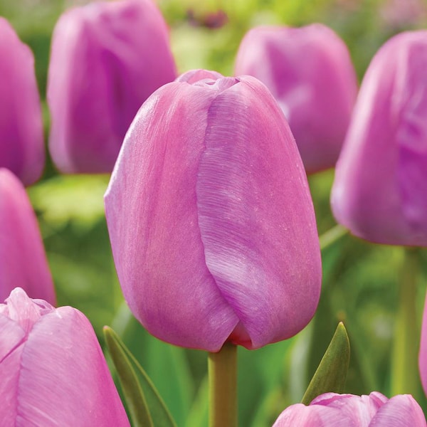 VAN ZYVERDEN Tulips Purple Pride (Set of 12) Bulbs 88032 - The