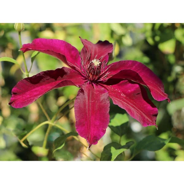 Wekiva Foliage Clematis Huvi-3 Live Plants in 4 in. Growers Pots-Clematis 'Huvi'-Scarlet Flowering Vine