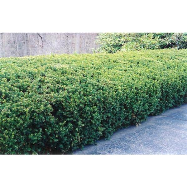 1 Gal. Dark Green Dense, Lush Evergreen Perfect Hedge or Accent Spreading Yew Shrub