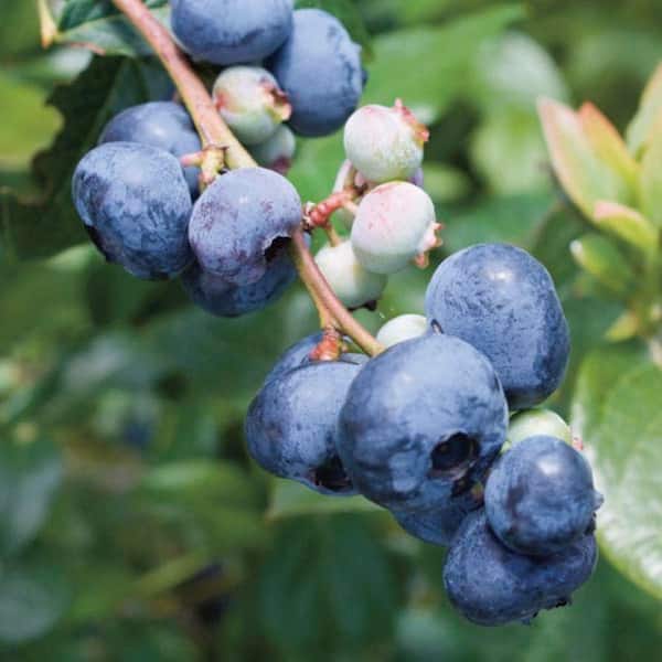 2.5 Qt. Blue Jay Blueberry Live Plant with Sweet, Large Berries