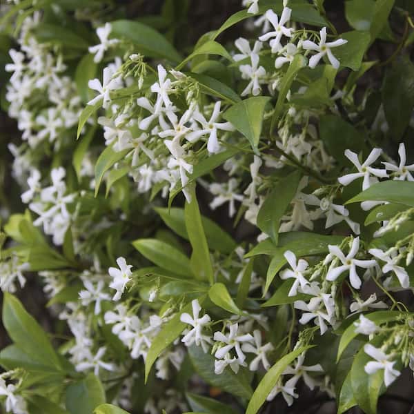 national PLANT NETWORK 2.25 Gal. Confederate Jasmine - 1 Plant