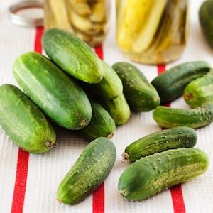 1.19 qt. Boston Pickling Cucumber Plant (6-Pack)