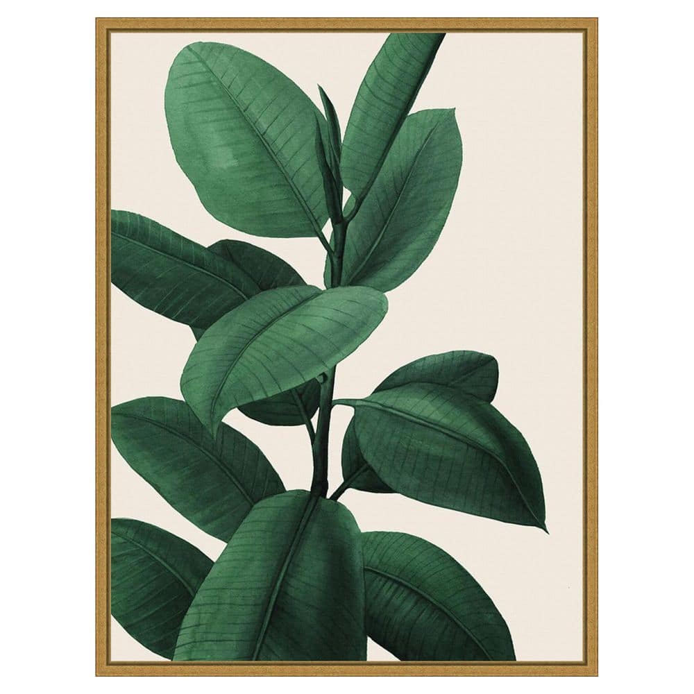 Jeweled Ficus I by Grace Popp 1 Piece Floater Frame Canvas Giclee Nature Art Print 30 in. x 23 in. price history on PriceWatchPro