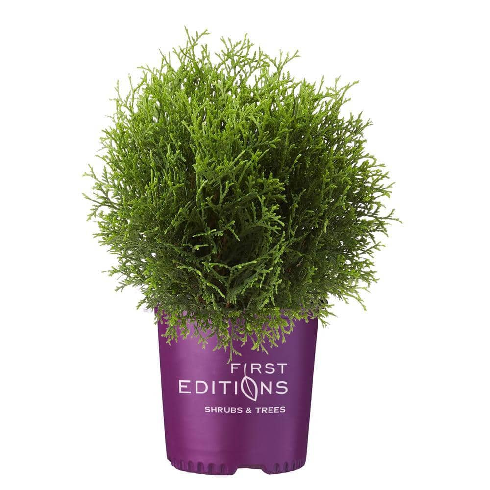 Reviews for FIRST EDITIONS 2 Gal. Planet Earth Arborvitae Evergreen ...