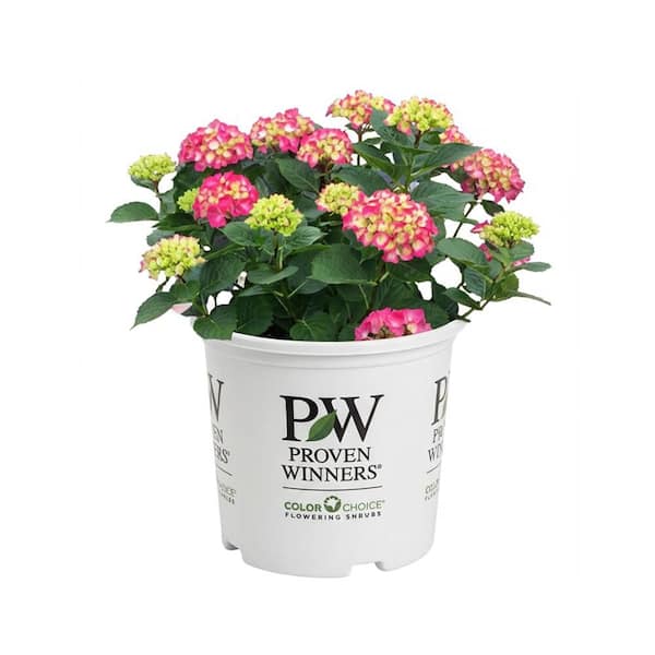 2 Gal. Wee Bit Giddy Bigleaf Hydrangea Hydrangea macrophylla Live Flowering Shrub; Bright Red or Red-Violet Flowers