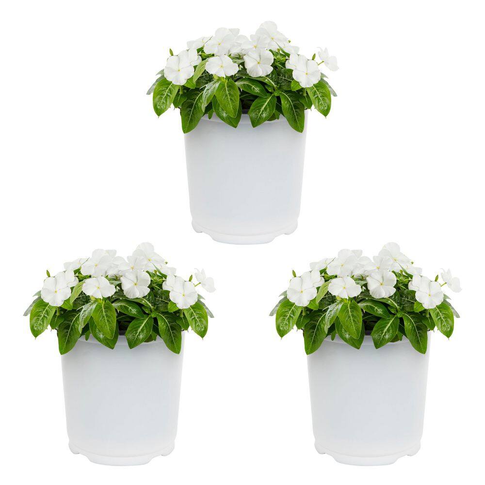 2 qt. Vinca White Annual Plant (3-Pack) price history on PriceWatchPro