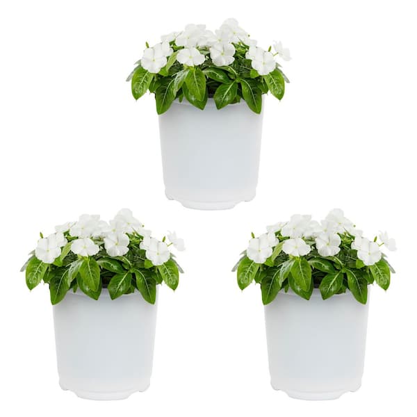 METROLINA GREENHOUSES 2 qt. Vinca White Annual Plant (3-Pack)