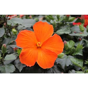 3 Qt. Premium Hibiscus Tropical Live Outdoor Plant, Orange Flowers in Grower Pot